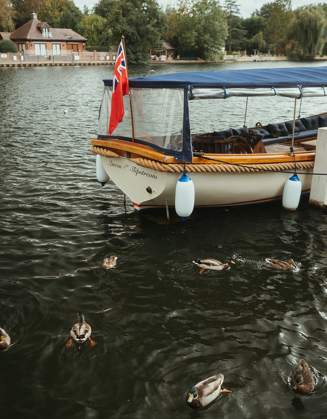 Queen of the Slipstream flying the red ensign on the Thames, with ducks in the foreground